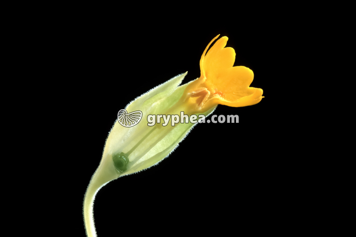 Primevère des bois (Primula elatior) - forme brévistyle (dissection) - gryphea.org